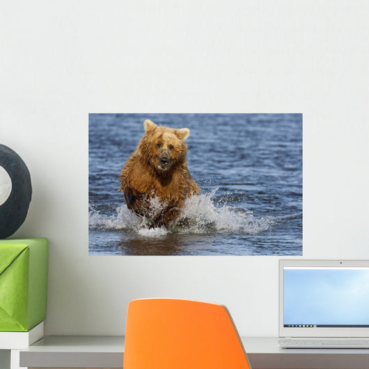 Coastal Grizzly Fishing In Hallo Bay Katmai National Park, Alaska Wall Mural