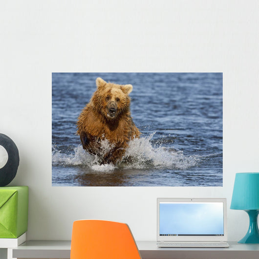 Coastal Grizzly Fishing In Hallo Bay Katmai National Park, Alaska Wall Mural