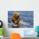 Coastal Grizzly Fishing In Hallo Bay Katmai National Park, Alaska Wall Mural