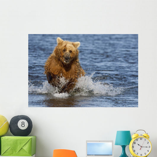 Coastal Grizzly Fishing In Hallo Bay Katmai National Park, Alaska Wall Mural