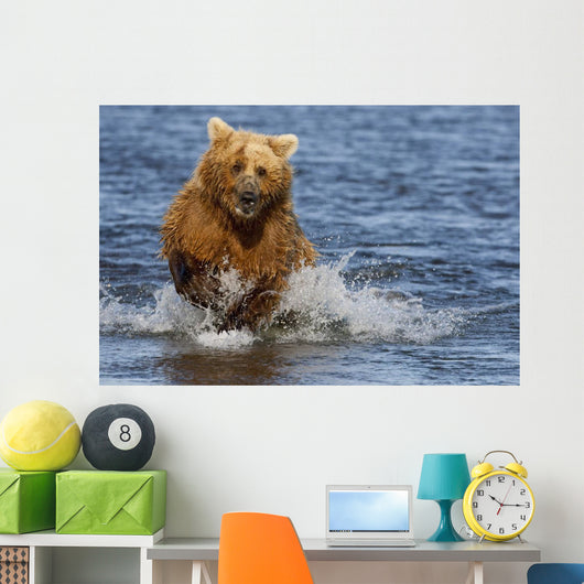 Coastal Grizzly Fishing In Hallo Bay Katmai National Park, Alaska Wall Mural