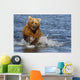 Coastal Grizzly Fishing In Hallo Bay Katmai National Park, Alaska Wall Mural