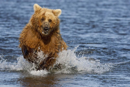 Coastal Grizzly Fishing In Hallo Bay Katmai National Park, Alaska Wall Mural
