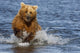 Coastal Grizzly Fishing In Hallo Bay Katmai National Park, Alaska Wall Mural
