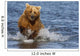 Coastal Grizzly Fishing In Hallo Bay Katmai National Park, Alaska Wall Mural