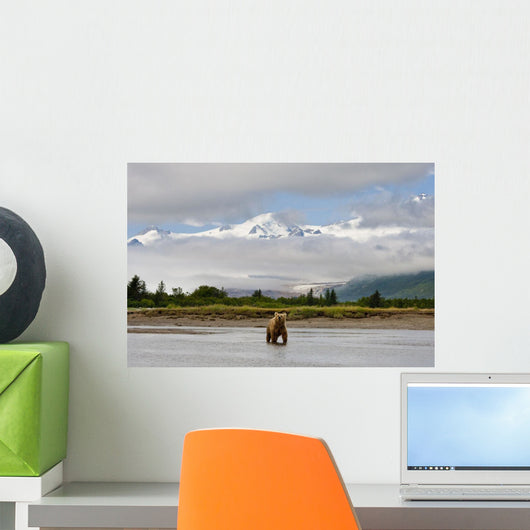 Coastal Grizzly Sow Fishing At Hallo Bay Katmai National Park, Alaska Wall Mural