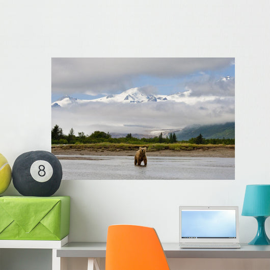 Coastal Grizzly Sow Fishing At Hallo Bay Katmai National Park, Alaska Wall Mural