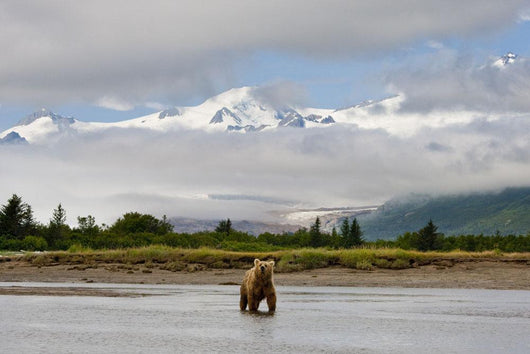 Coastal Grizzly Sow Fishing At Hallo Bay Katmai National Park, Alaska Wall Mural