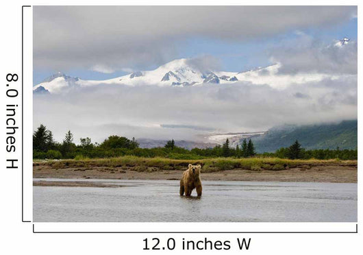 Coastal Grizzly Sow Fishing At Hallo Bay Katmai National Park, Alaska Wall Mural