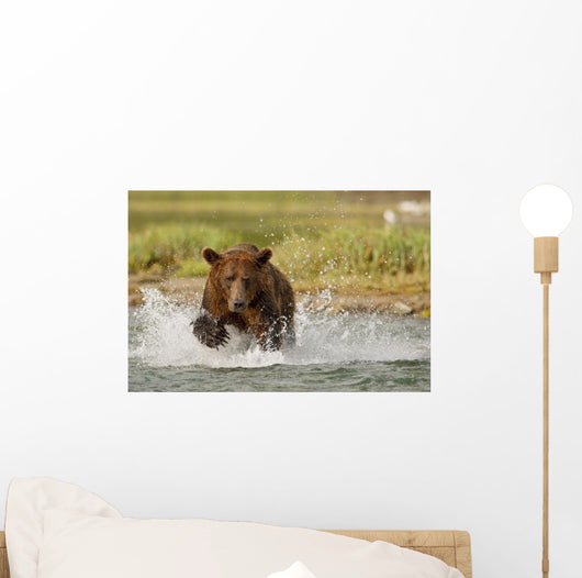 Coastal Grizzly Boar Fishing At Geographic Harbor Wall Mural