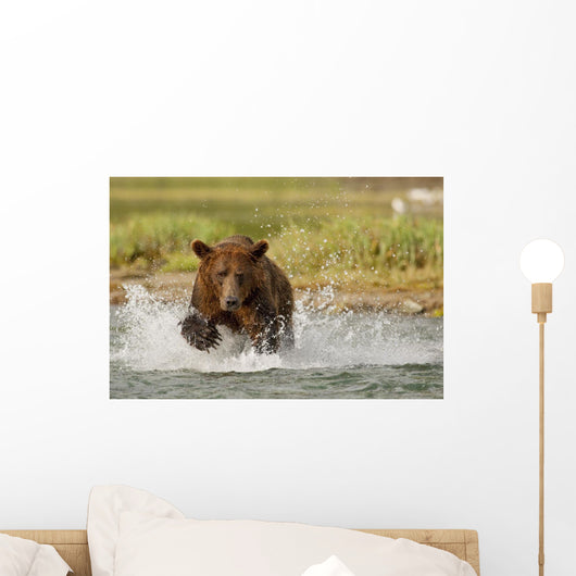 Coastal Grizzly Boar Fishing At Geographic Harbor Wall Mural