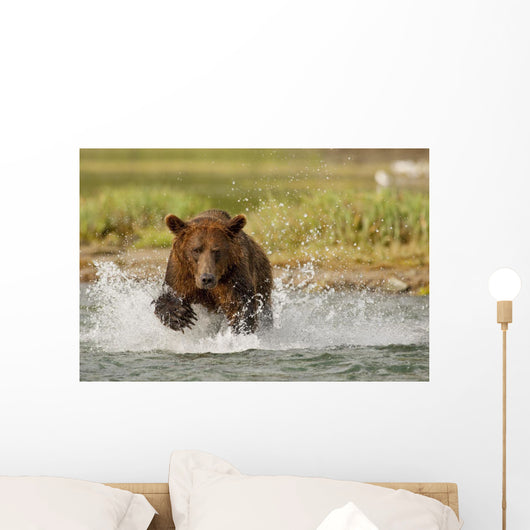 Coastal Grizzly Boar Fishing At Geographic Harbor Wall Mural