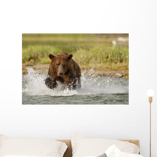 Coastal Grizzly Boar Fishing At Geographic Harbor Wall Mural