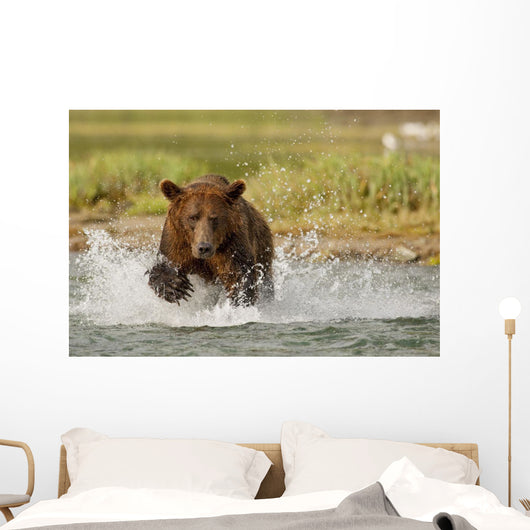 Coastal Grizzly Boar Fishing At Geographic Harbor Wall Mural