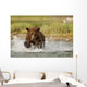 Coastal Grizzly Boar Fishing At Geographic Harbor Wall Mural