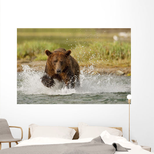 Coastal Grizzly Boar Fishing At Geographic Harbor Wall Mural