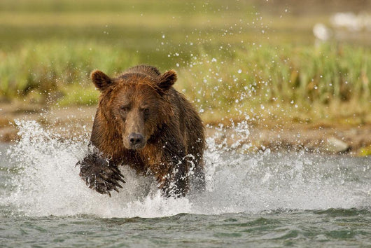 Coastal Grizzly Boar Fishing At Geographic Harbor Wall Mural