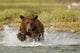Coastal Grizzly Boar Fishing At Geographic Harbor Wall Mural