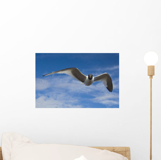 Sabine's Gull In Flight North Slope, Arctic, Alaska, Summer Wall Mural