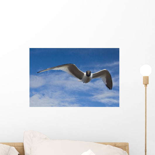 Sabine's Gull In Flight North Slope, Arctic, Alaska, Summer Wall Mural
