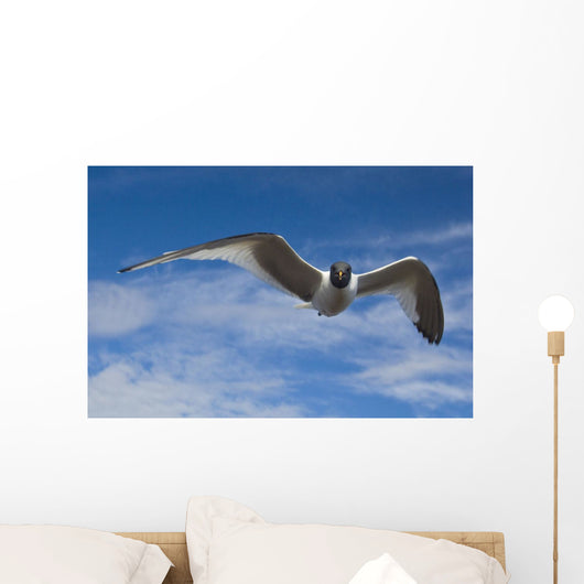 Sabine's Gull In Flight North Slope, Arctic, Alaska, Summer Wall Mural