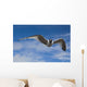 Sabine's Gull In Flight North Slope, Arctic, Alaska, Summer Wall Mural