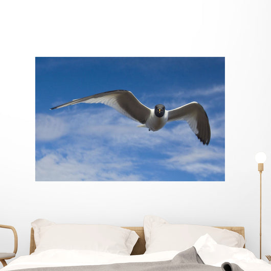 Sabine's Gull In Flight North Slope, Arctic, Alaska, Summer Wall Mural