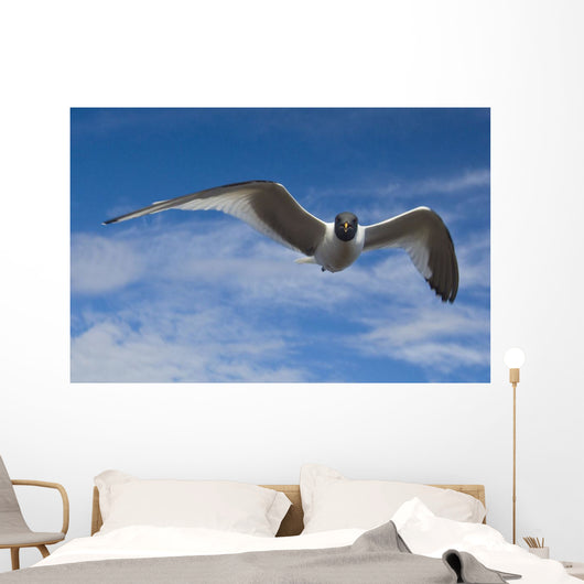 Sabine's Gull In Flight North Slope, Arctic, Alaska, Summer Wall Mural