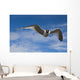 Sabine's Gull In Flight North Slope, Arctic, Alaska, Summer Wall Mural