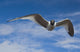 Sabine's Gull In Flight North Slope, Arctic, Alaska, Summer Wall Mural