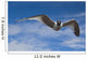 Sabine's Gull In Flight North Slope, Arctic, Alaska, Summer Wall Mural