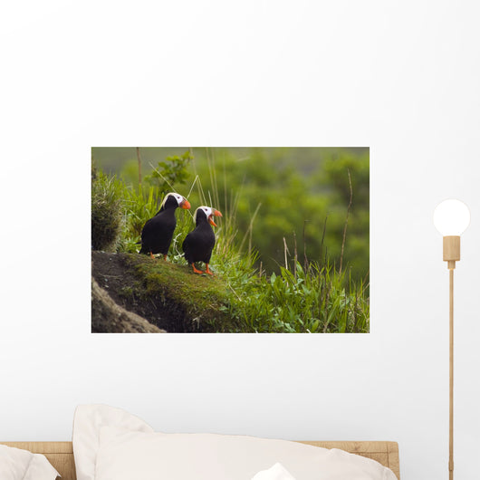 A Pair Of Tufted Puffins Perched On Cliff Wall Mural