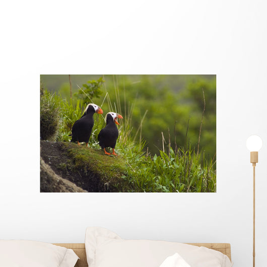 A Pair Of Tufted Puffins Perched On Cliff Wall Mural