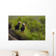 A Pair Of Tufted Puffins Perched On Cliff Wall Mural