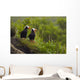 A Pair Of Tufted Puffins Perched On Cliff Wall Mural