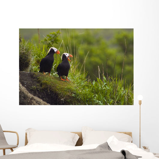 A Pair Of Tufted Puffins Perched On Cliff Wall Mural
