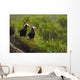 A Pair Of Tufted Puffins Perched On Cliff Wall Mural