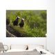 A Pair Of Tufted Puffins Perched On Cliff Wall Mural