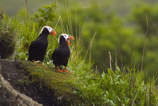 A Pair Of Tufted Puffins Perched On Cliff Wall Mural