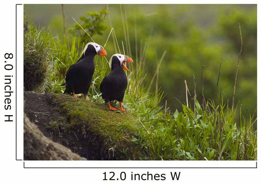 A Pair Of Tufted Puffins Perched On Cliff Wall Mural