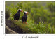 A Pair Of Tufted Puffins Perched On Cliff Wall Mural