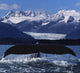 Humpback Whale Tail In Front Of Glacier Composite Wall Mural