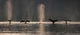 A Group Of Humpback Whales Dive Down As They Are Feeding Wall Mural