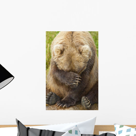 A Female Brown Bear Puts Her Paw Over Her Eyes And Rests While Sitting Wall Mural