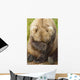 A Female Brown Bear Puts Her Paw Over Her Eyes And Rests While Sitting Wall Mural