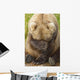 A Female Brown Bear Puts Her Paw Over Her Eyes And Rests While Sitting Wall Mural