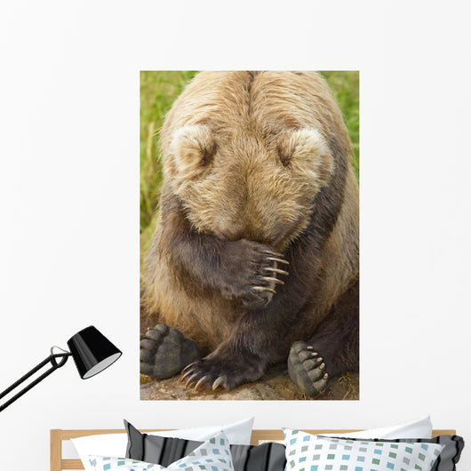 A Female Brown Bear Puts Her Paw Over Her Eyes And Rests While Sitting Wall Mural