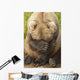 A Female Brown Bear Puts Her Paw Over Her Eyes And Rests While Sitting Wall Mural
