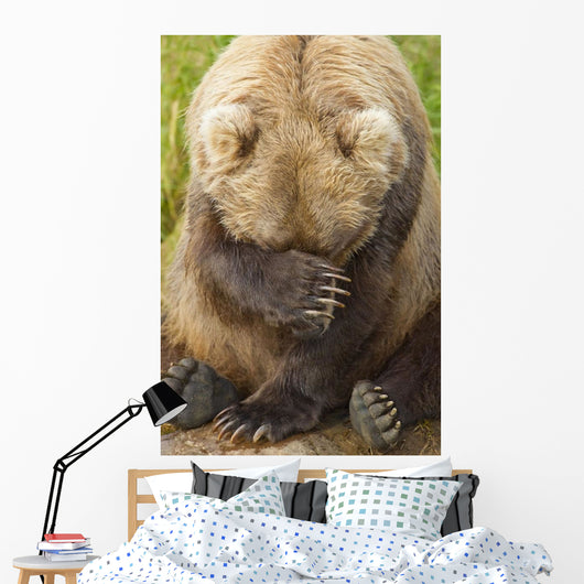 A Female Brown Bear Puts Her Paw Over Her Eyes And Rests While Sitting Wall Mural