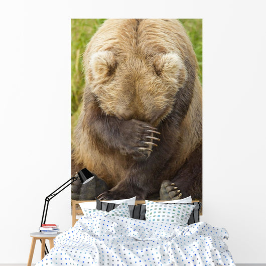 A Female Brown Bear Puts Her Paw Over Her Eyes And Rests While Sitting Wall Mural